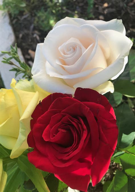 Pretty Roses Beautiful Rose Flowers Beautiful Flowers Pictures