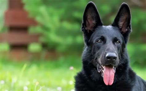 Best 9 Black German Shepherd You Cant Miss Black Cat White Dog News