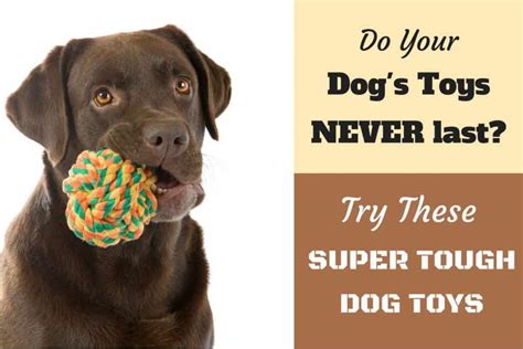 10 Best Toughest Durable Dog Toys For Heavy Chewers