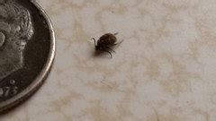 Start date may 15, 2009. maycintadamayantixibb: Small Beetle Bugs In Kitchen