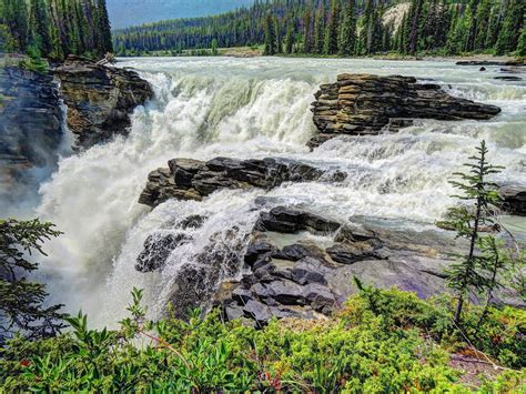Wallpaper Forest Trees Waterfall Shrub Athabasca Falls Jasper