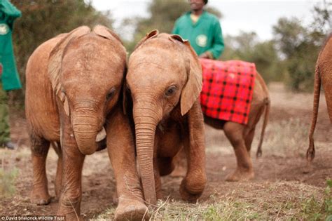 Baby Elephants Orphaned In The Wild Inseparable After Being Rescued