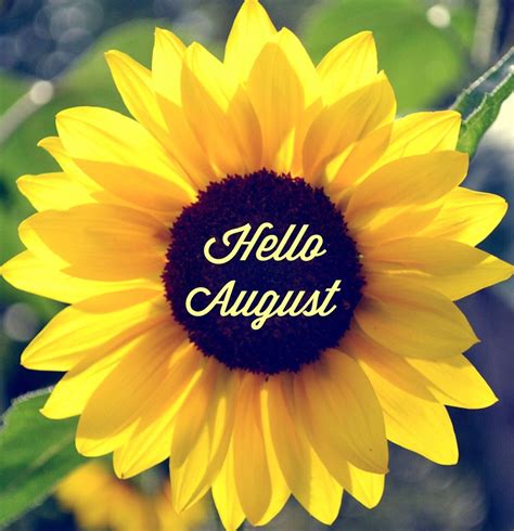 Big Sunflower Hello August Quote Pictures Photos And Images For