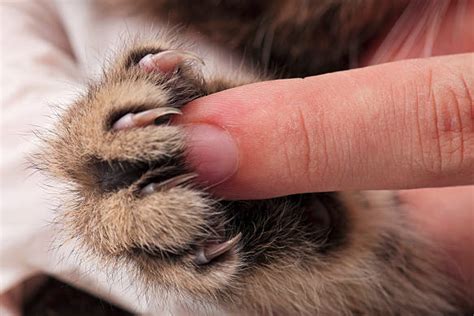 Declawing A Cat Is A Terrible Here Are 4 Safe Alternatives