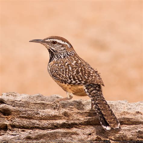 Arizona has designated various state symbols, including a state bird. Arizona State Bird - Cactus Wren | Flickr - Photo Sharing!