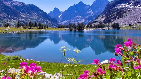 Jenny Lake In Wyoming Spring Flowers Rocky Mountains Grand