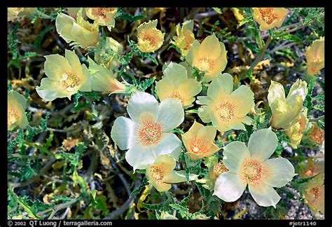 Cacti and joshua trees show off their white and pink blossoms. Picture/Photo: Blazing Star flowers. Joshua Tree National Park