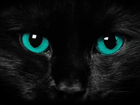 Animals Zoo Park Black Cat Eyes Wallpapers Blue Cat Eyes