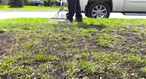 Apply a chemical such as glyphosate (roundup ®) to kill all vegetation. How to Over Seed Your Lawn: 7 Easy Steps - Reliable Remodeler