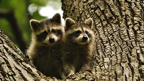 21 Cute And Fascinating Baby Raccoon Facts