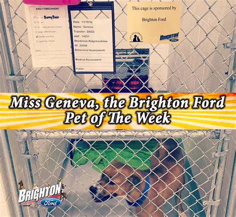 Brighton Ford Brighton Ford Pet Of The Week At The Humane Society Of