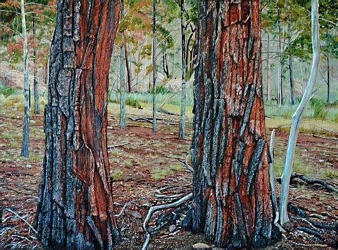 Indigenous australians use it to make spear throwers and boil its. ironbark tree - Google Search | Australian trees plants ...