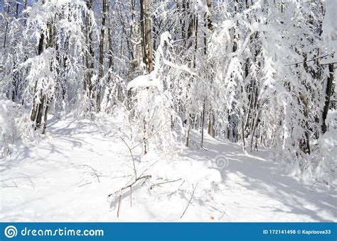 Trees Covered With Hoarfrost And Snow In Mountains Stock Photo Image