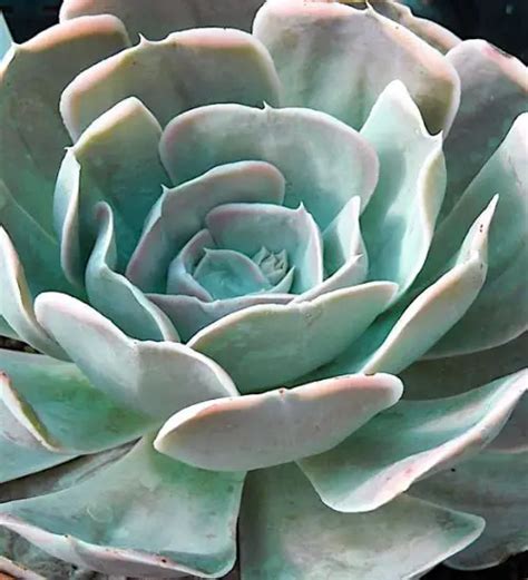 Echeveria Runyonii Succulent Guide