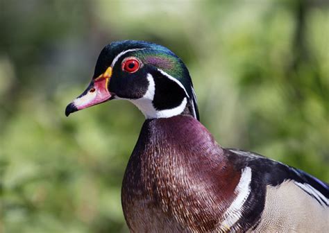 Wood Duck George C Reifel Migratory Bird Sanctuary Is A P Flickr