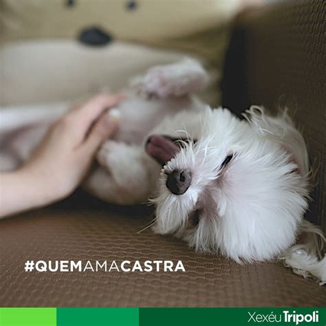 Castra O Gratuita Para C Es E Gatos Via Cl Nicas Conveniadas Saiba