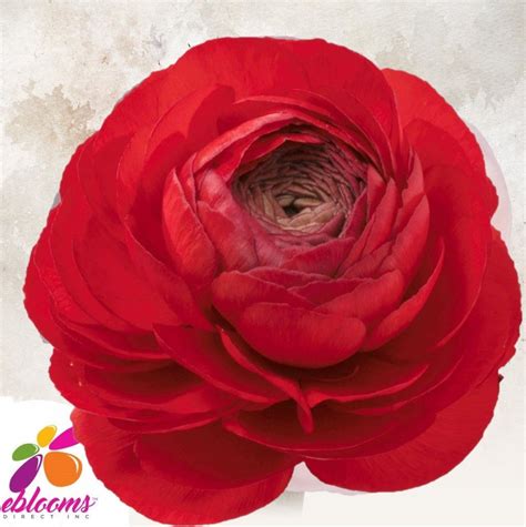 Ranunculus Red Ranunculus Are Classic Wedding Flowers Use For Classic