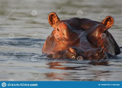 The Common Hippopotamus Hippopotamus Amphibius Or Hippo Portrait Of A