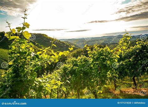 Grape Vines In An Old Vineyard In The Tuscany Winegrowing Area Italy