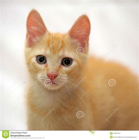Cute Ginger Kitten Stock Image Image Of Gaze Collar 44337075