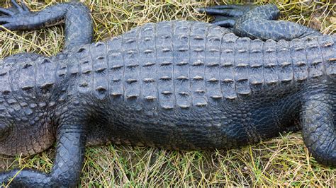 alligator skin human clones and other things being banned in 2020 the new york times