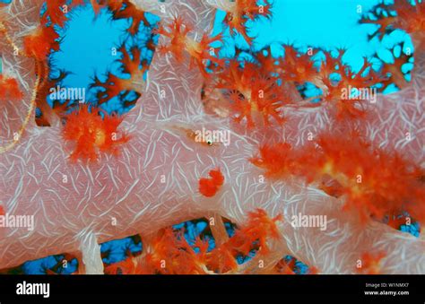 Common Ghost Goby On Soft Coral Pleurosicya Mossambica Bali Indian