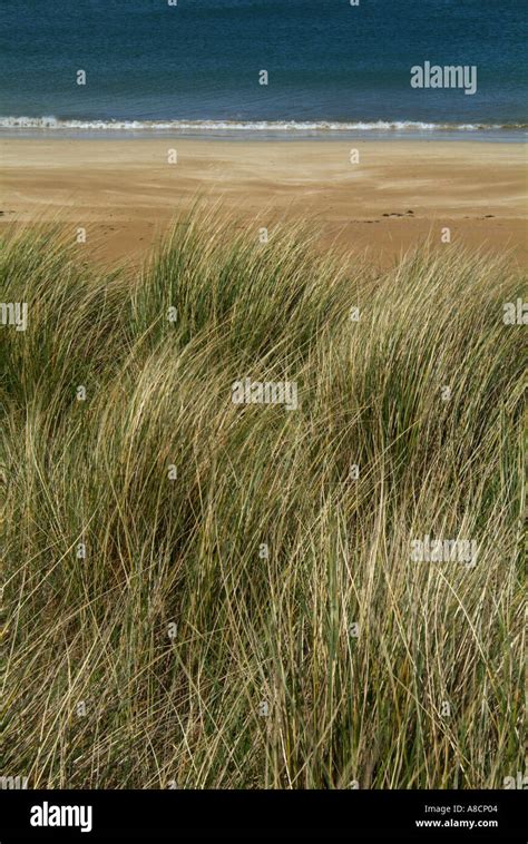 Grasses On Sand Dune Beach Camel Estuary Nr Padstow Cornwall England Uk