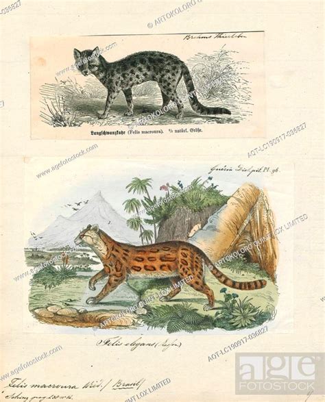 felis macroura print felis is a genus of small and medium sized cat felinae species native to