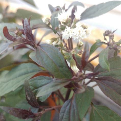 Ageratina Altissima Chocolate Syn Eupatorium Rugosum Chocolate