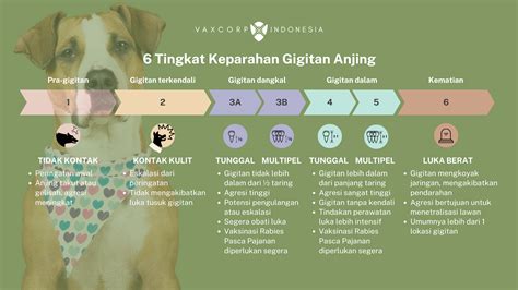 Kenali Tingkat Bahaya Gigitan Anjing Vaxcorp Indonesia