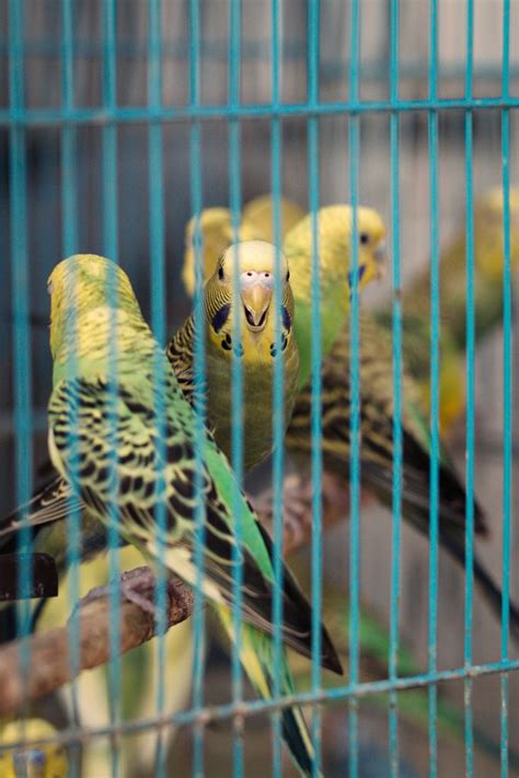 This video is the countdown of the 1st part of top 10 exotic reptiles you can keep as pets in india without any legality. 10 Cheap Exotic Pets | PetHelpful