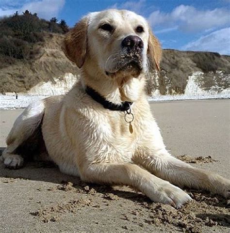The golden retriever labrador mix is a great fit for those who want a large dog that is neither too hard to handle nor aggressive. 12+ Utterly Gorgeous Golden Retriever Mixes You Need In ...