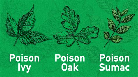 Outsmarting Poison Ivy And Other Poisonous Plants Poison Ivy Poison