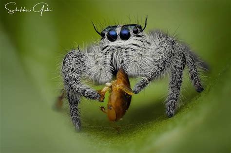 Can bounce up to approx.50cm in height. Hyllus Diardi (Jumping Spider) | Spider Lover Pet Shop