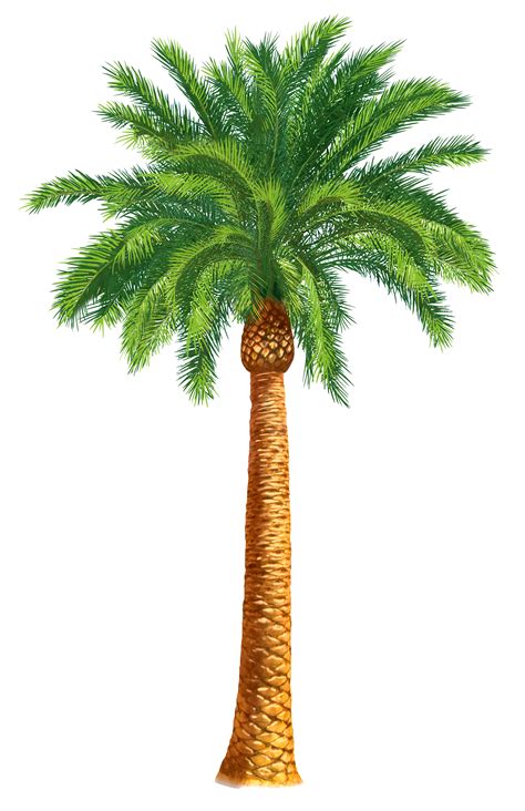 Date Palm Tree Date Cliparts Transparent Images Download Palm Tree 2e5