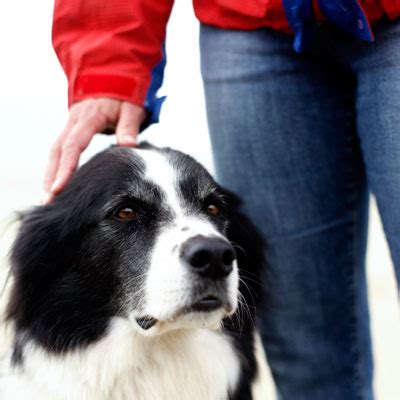 We did not find results for: Control pet dander - Ways to Keep Air Clean at Home ...