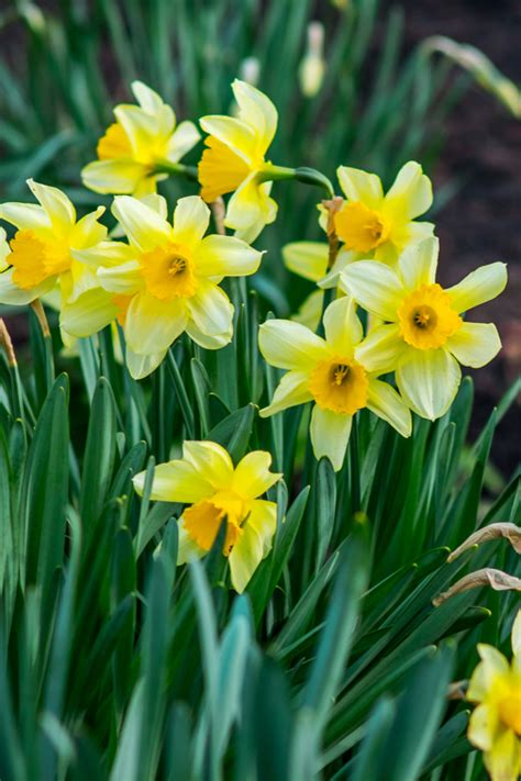 What To Do With Your Daffodils After They Bloom Spring Daffodil Care
