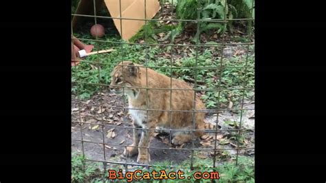 Cats love the way this food tastes. Do YOU Love Wild Cats 2016 Sept 14 - YouTube