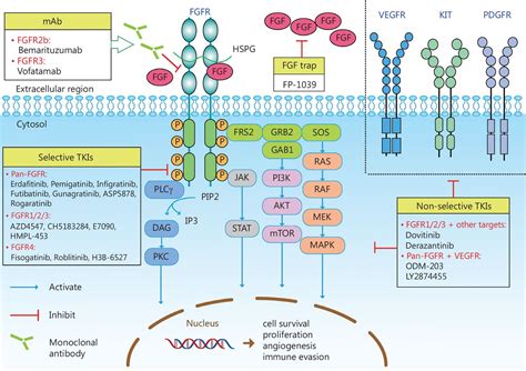 Current Progress In Cancer Treatment By Targeting Fgfr Signaling