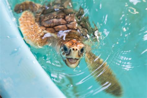 Georgia Sea Turtle Center | Jekyll Island - Georgia's ... Where is jekyll island located?