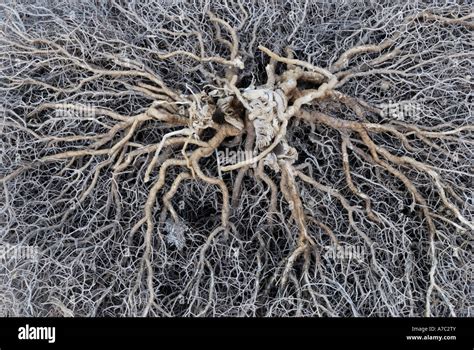 Branching Roots Hi Res Stock Photography And Images Alamy