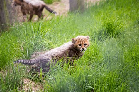 Free Images Grass Lawn Animal Wildlife Zoo Young Cat Small