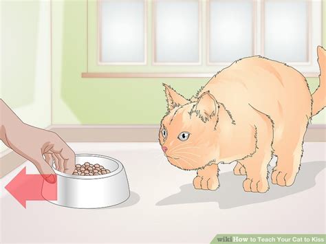 3 Ways To Teach Your Cat To Kiss Wikihow