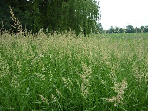 Reed Canary Grass Phalaris Arundinaces Management Guide Wisconsin
