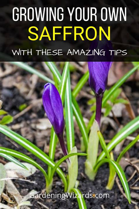 How To Grow Saffron The Right Way