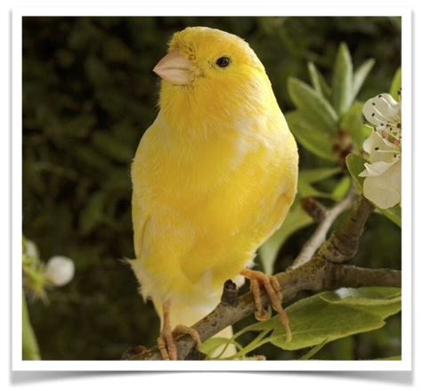 Wild Canary Bird Unique Rare Bird