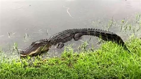 ‘pinecone The Alligator Bludgeoned Mutilated Left For Dead In