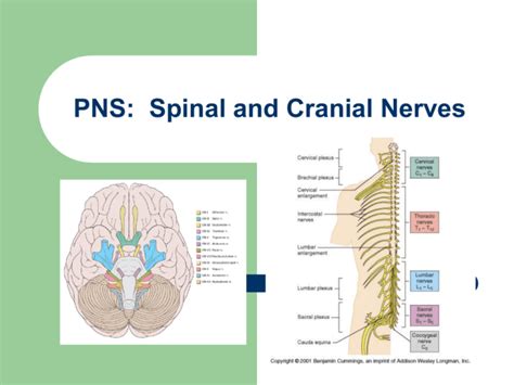 Pns Spinal And Cranial Nerves