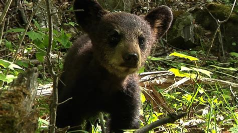 Feeding A Cute Black Bear Cub Bbc Earth Youtube