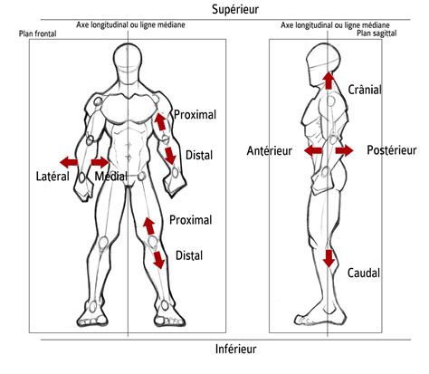 Sciences Du Sport Description Anatomique Du Mouvement